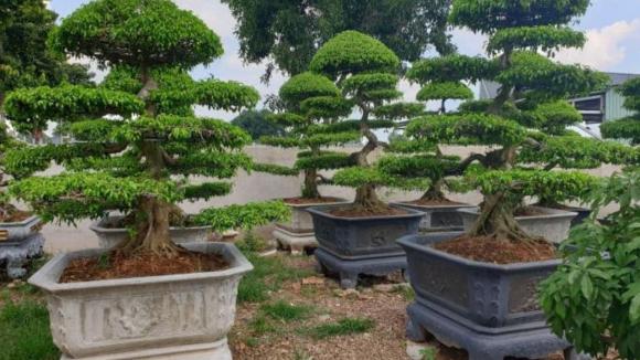 cây xanh, trồng cây xanh, kiến thức