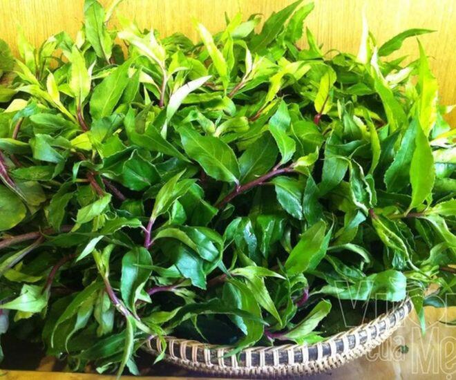 Thứ rau dại mọc hoang trên rừng xuống phố được chị em amp;#34;săn lùngamp;#34;, có mùi thơm đặc biệt và là amp;#34;thần dượcamp;#34; tốt cho sức khỏe - 1