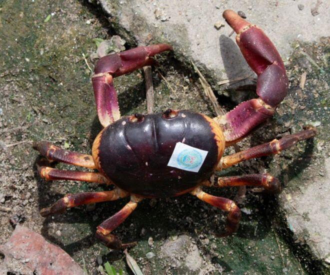 Thứ xưa chẳng ai biết nay là đặc sản siêu hiếm ở Hội An, phải dán tem kiểm định, giá đến 2 triệu/kg vẫn không có hàng để bán - 1