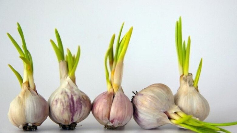 Tỏi bán đầy chợ nhưng có 5 củ này đừng mua, ngay cả người bán rau cũng không ăn, hãy nhanh nhắc nhở gia đình 1 Tỏi bán đầy chợ nhưng có 5 củ này đừng mua, ngay cả người bán rau cũng không ăn, hãy nhanh nhắc nhở gia đình - 1