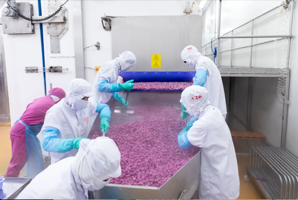 Xoài, thanh long, nhãn sấy khô là ngành hàng có tiềm năng tăng trưởng mạnh mẽ nhất tại thị trường Mỹ. Ảnh: THU HÀ trái cây sấy khô