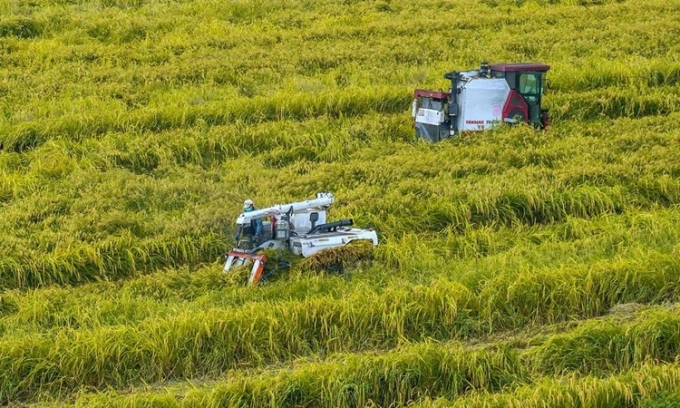 Nông dân ở tỉnh Giang Tô sử dụng máy thu hoạch lúa. Ảnh: VCG