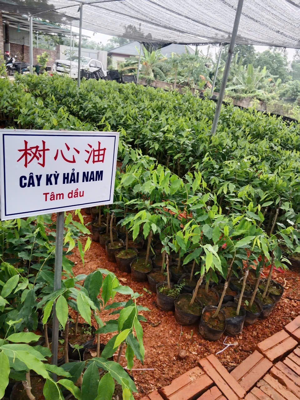 Trồng kỳ hải nam thu tiền tỉ, thật hay 'lùa gà'?- Ảnh 1.