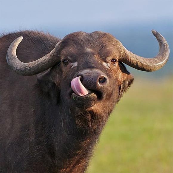 Tử vi, con giáp, tử vi hàng ngày, tử vi ngày 25/9/2025