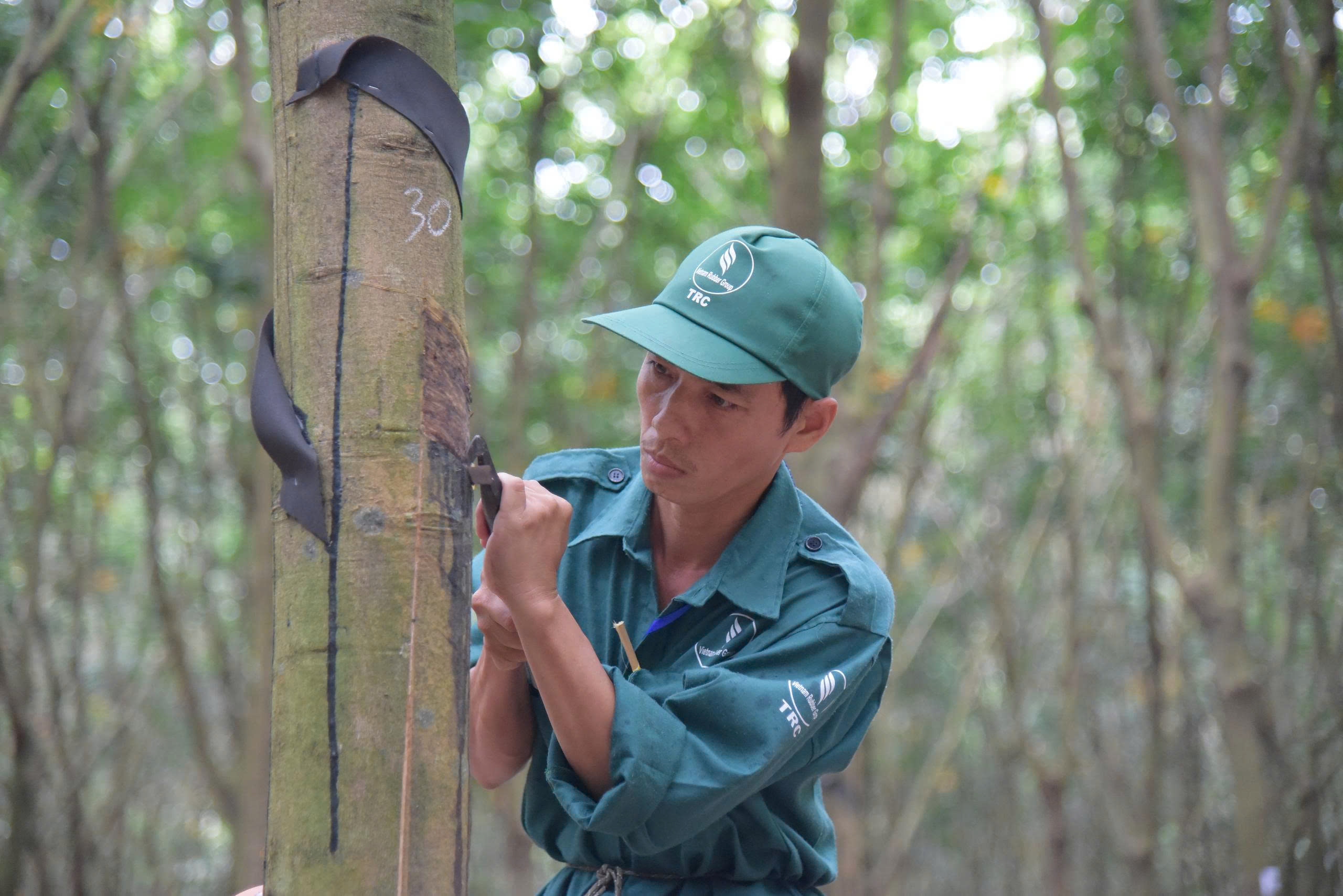 VRG tiên phong chứng nhận cao su phát thải thấp và đáp ứng EUDR - Ảnh 2.