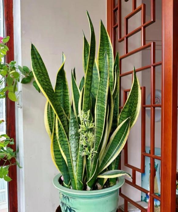 lưỡi hổ, trồng cây lưỡi hổ, vị trí đặt lưỡi hổ