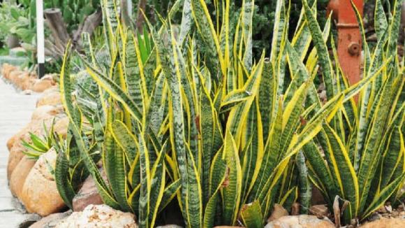 lưỡi hổ, trồng cây lưỡi hổ, vị trí đặt lưỡi hổ