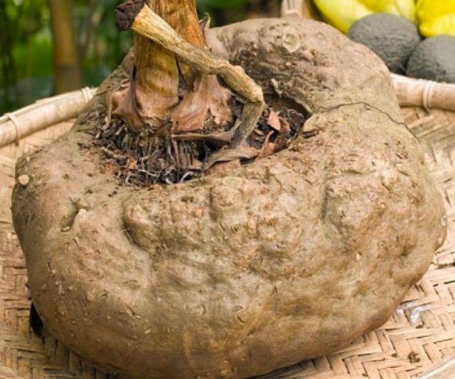 Việt Nam có thứ củ "độc toàn thân" chạm vào là ngứa ngáy lại là "siêu thực phẩm" ở nước ngoài, giá cao gấp nhiều lần 1 Việt Nam có thứ củ amp;#34;độc toàn thânamp;#34; chạm vào là ngứa ngáy lại là amp;#34;siêu thực phẩmamp;#34; ở nước ngoài, giá cao gấp nhiều lần - 1