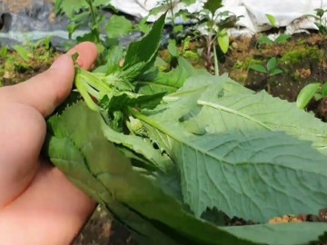 "Lộc trời ban" là đặc sản mỗi năm chỉ có một lần, dẻo giòn như thạch, giá 170 nghìn đồng/kg 3 Loại rau có tên như sắp bay vào vũ trụ xưa chỉ là loài cỏ dại, nay thành đặc sản chị em lùng mua vì ngon và bổ dưỡng