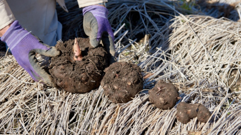 Việt Nam có thứ củ "độc toàn thân" chạm vào là ngứa ngáy lại là "siêu thực phẩm" ở nước ngoài, giá cao gấp nhiều lần 3 Việt Nam có thứ củ amp;#34;độc toàn thânamp;#34; chạm vào là ngứa ngáy lại là amp;#34;siêu thực phẩmamp;#34; ở nước ngoài, giá cao gấp nhiều lần - 3
