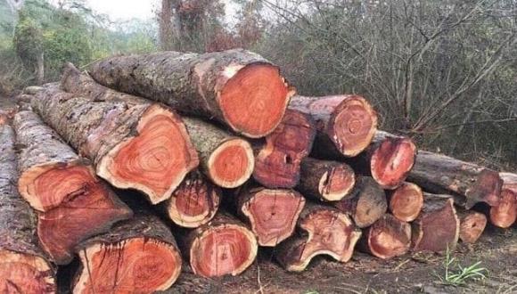 Việt Nam có loại gỗ 'vương mộc' đắt ngang kim cương, giá lên đến 25 tỷ đồng: 800 năm mới được thu hoạch 2 Loại gỗ vương mộc, gỗ giáng hương