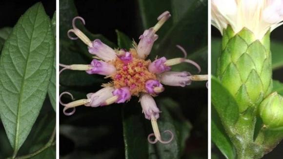 Vừa phát hiện tại Việt Nam loài cây hoàn toàn mới, chưa từng được ghi nhận trên thế giới 0 Loài cây mới tại việt nam, Bạch đầu Phong Nha-Kẻ Bàng