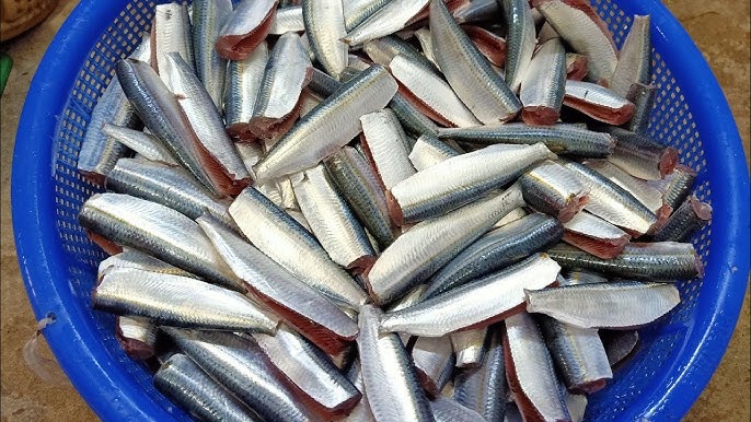 Loài cá rẻ tiền xưa hiếm ai thèm ăn lại bổ dưỡng hơn cả cá hồi, nay thành đặc sản nhiều vùng biển vì ngon-bổ-rẻ - 6