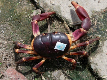 Thứ xưa chẳng ai biết nay là đặc sản siêu hiếm ở Hội An, phải dán tem kiểm định, giá đến 2 triệu/kg vẫn không có hàng để bán