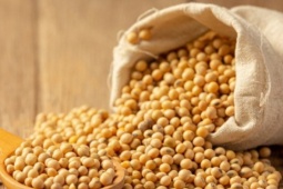 Đậu nành có ảnh hưởng đến sức khỏe tình dục của nam giới không?