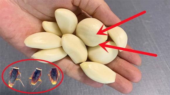 diet-gian (1).jpeg 0 diệt gián