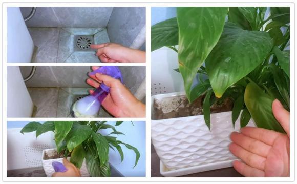 diet-gian (1).jpeg 3 diệt gián