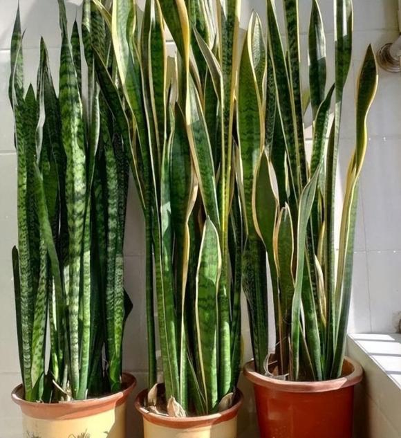 luoi-ho (1).jpg 1 cây lưỡi hổ, cây cảnh