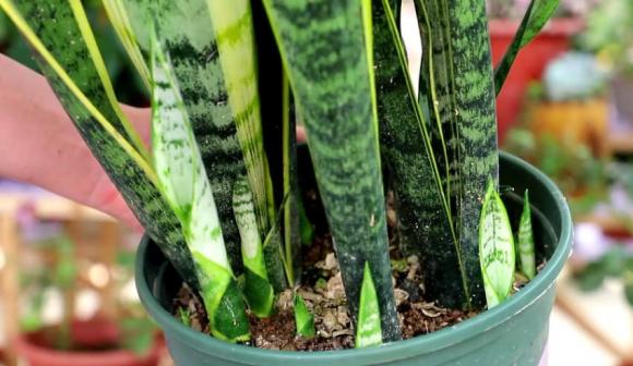 luoi-ho (1).jpg 3 cây lưỡi hổ, cây cảnh