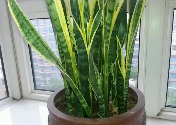 luoi-ho (1).jpg 2 cây lưỡi hổ, cây cảnh