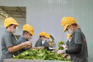 Làm trà từ hoa dâm bụt, mãng cầu xiêm… kiếm triệu đô trên Amazon