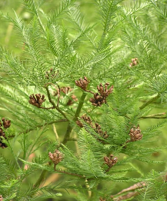 cây thông nước, thủy tùng, “Báu vật” quý hiếm bậc nhất thế giới