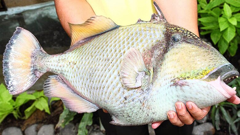 Loài cá có tên lạ amp;#34;răng hôamp;#34; xưa amp;#34;vô danhamp;#34; không ai biết, nay thành đặc sản quý hơn vàng nhờ vị ngon hơn cả thịt gà - 2