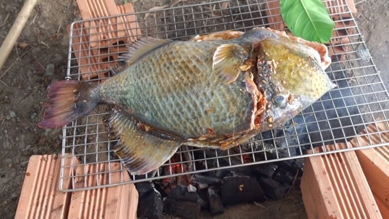 Loài cá có tên lạ amp;#34;răng hôamp;#34; xưa amp;#34;vô danhamp;#34; không ai biết, nay thành đặc sản quý hơn vàng nhờ vị ngon hơn cả thịt gà - 3