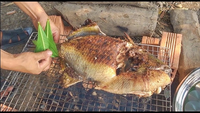 Loài cá có tên lạ amp;#34;răng hôamp;#34; xưa amp;#34;vô danhamp;#34; không ai biết, nay thành đặc sản quý hơn vàng nhờ vị ngon hơn cả thịt gà - 4