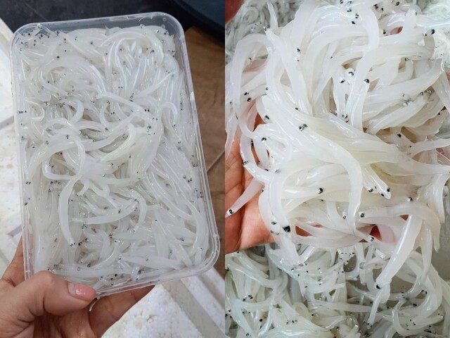 Thịt cá ngần mềm mịn, trắng muốt, gần như không có xương nên khi ăn tan ngay trong miệng, vị ngọt thanh và hoàn toàn không tanh. Nhờ sống ở vùng nước trong lành, giàu vi tảo, cá ngần trở thành nguồn thực phẩm bổ dưỡng, lành tính và được ví như ngọc trong nước.