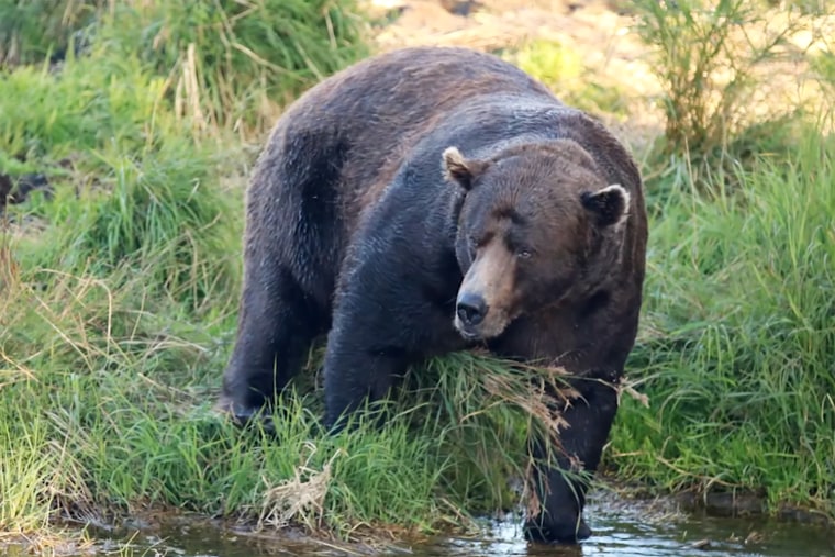 Chú gấu mặt sẹo vừa đoạt giải 