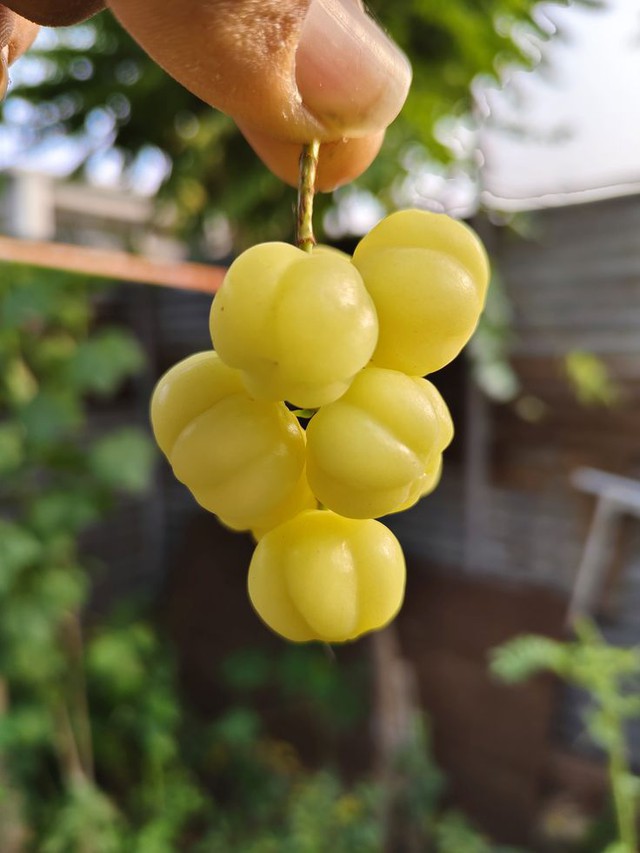 Thứ quả tên lạ nhưng là tuổi thơ của nhiều người: Ăn đều cho tóc bóng da sáng, ai nhìn cũng khen trẻ lâu- Ảnh 2.