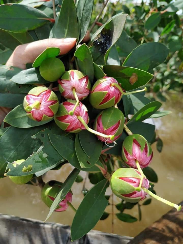 Loài cây mọc dại ven sông thành đặc sản mang đậm hồn quê miền Tây, ai ăn một lần cũng nhớ mãi - 2