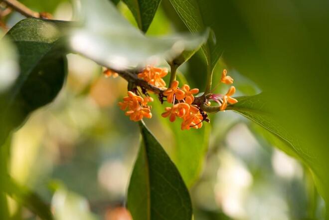 Quan hệ thân đến mấy cũng đừng dễ dàng nhận 3 loại quà tặng này: Đây không phải mê tín 4 Quan hệ thân đến mấy cũng đừng dễ dàng nhận 3 loại quà tặng này: Đây không phải mê tín - 4