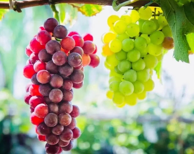 Người phụ nữ ăn trái cây để giảm cân, 2 năm giảm 2kg nhưng nhưng đường huyết tăng vọt, bác sĩ nói: Ăn 3 loại trái cây này còn nhiều đường hơn cả uống đường- Ảnh 3.