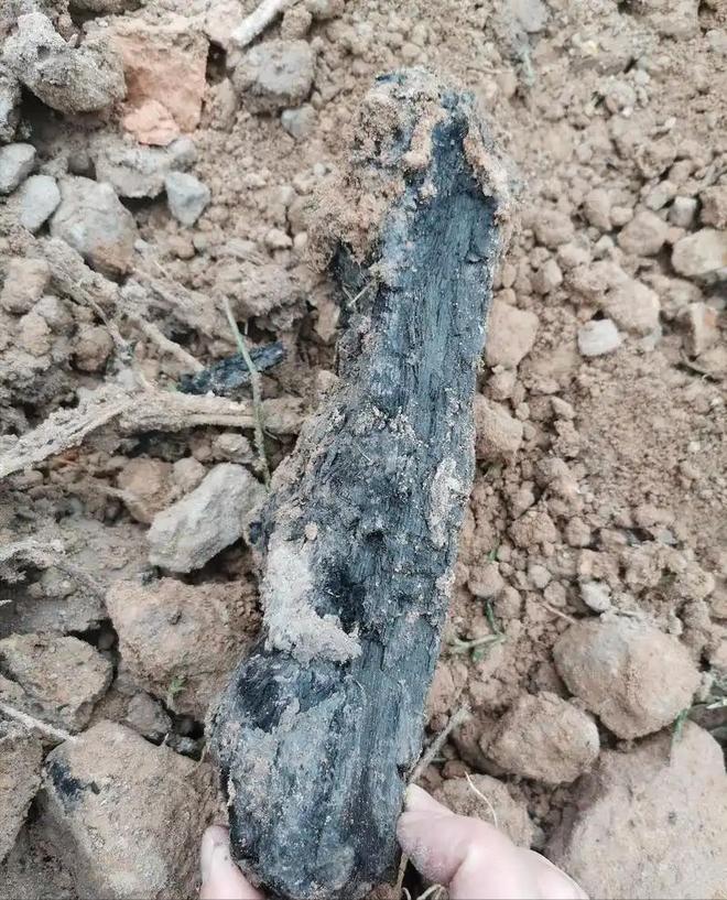 Người đàn ông làm ruộng đào được cây gỗ dài 20m tỏa mùi thơm, cảnh sát lập tức đến phong tỏa hiện trường- Ảnh 2.