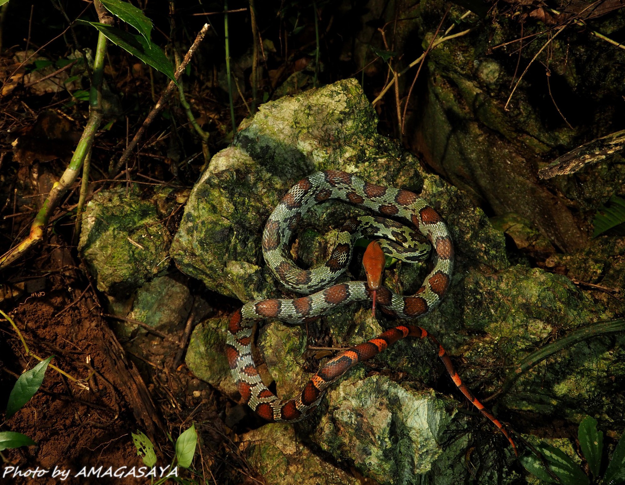 Loài rắn to lớn như trăn ở Việt Nam: Dài tới hơn 2 mét, hàng chục năm khảo sát chỉ gặp được vài cá thể- Ảnh 3.