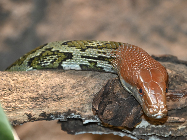 Loài rắn to lớn như trăn ở Việt Nam: Dài tới hơn 2 mét, hàng chục năm khảo sát chỉ gặp được vài cá thể- Ảnh 5.