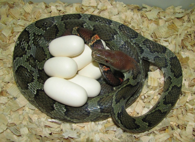 Loài rắn to lớn như trăn ở Việt Nam: Dài tới hơn 2 mét, hàng chục năm khảo sát chỉ gặp được vài cá thể- Ảnh 4.