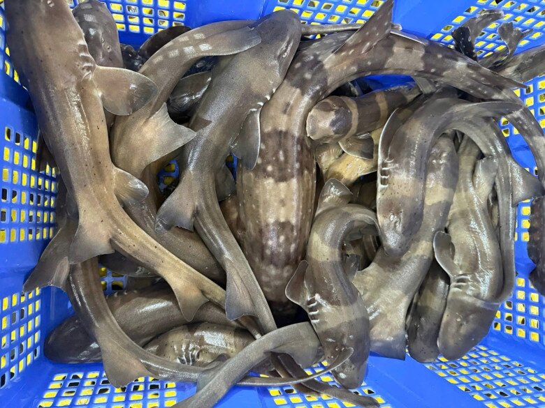 Loài cá chỉ người giàu mới dám ăn: Thịt ngon ngọt bổ dưỡng, còn ăn được cả xương - 3