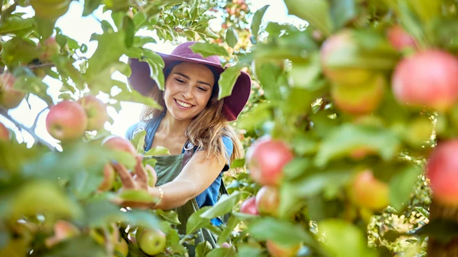 New Zealand điều chỉnh chính sách thị thực để giữ chân lao động tay nghề cao - Ảnh 2.