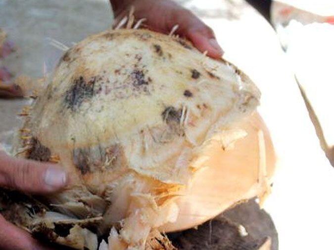 Món ăn miền Trung xưa amp;#34;cứu đóiamp;#34; dân nghèo nay là đặc sản ai cũng thương nhớ, được đóng hộp bán khắp nơi vẫn amp;#34;cháy hàngamp;#34; - 2