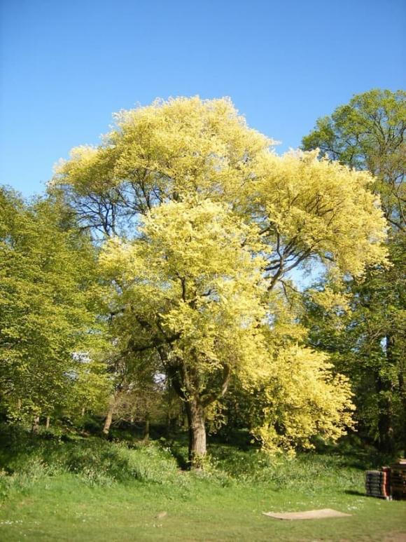 Cây phong thuỷ, cây lựu