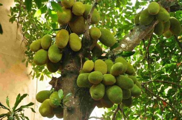 Cây phong thuỷ, cây lựu