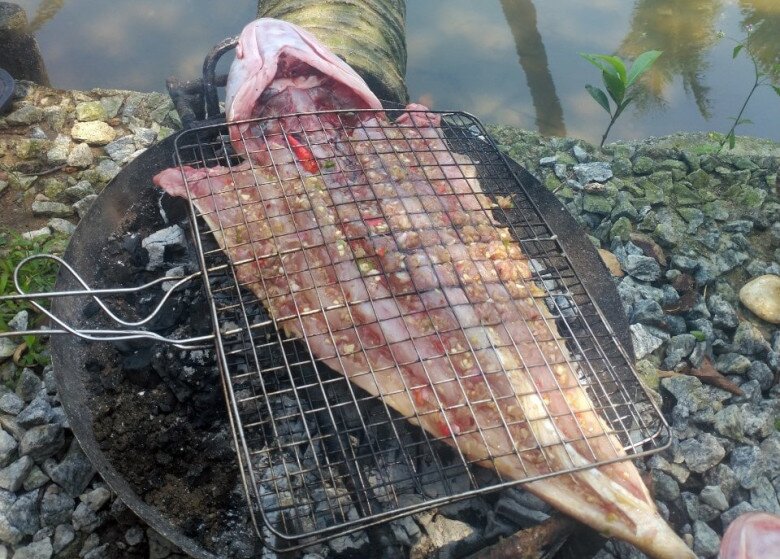 Loài cá amp;#34;xấu hết phần thiên hạamp;#34; xưa chỉ cho lợn ăn nay lại là đặc sản giàu dinh dưỡng, thịt chắc và ngon như thịt gà - 3