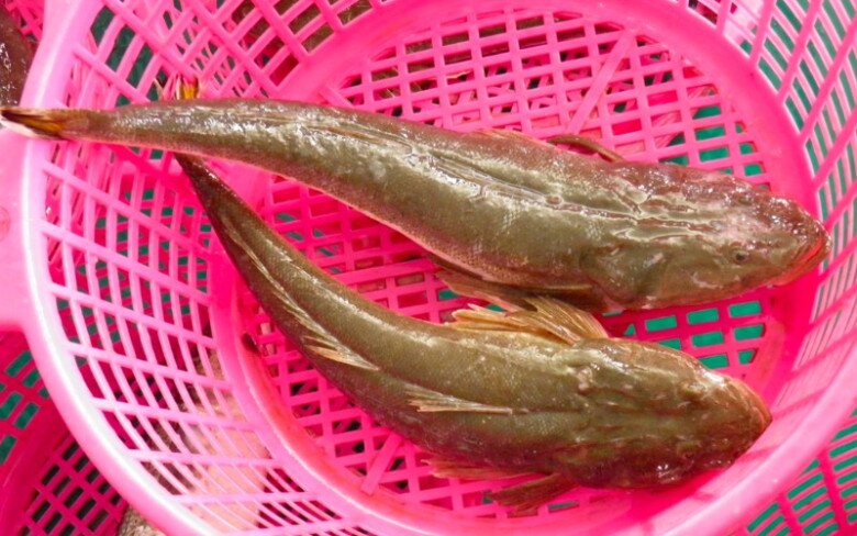 Loài cá amp;#34;xấu hết phần thiên hạamp;#34; xưa chỉ cho lợn ăn nay lại là đặc sản giàu dinh dưỡng, thịt chắc và ngon như thịt gà - 4