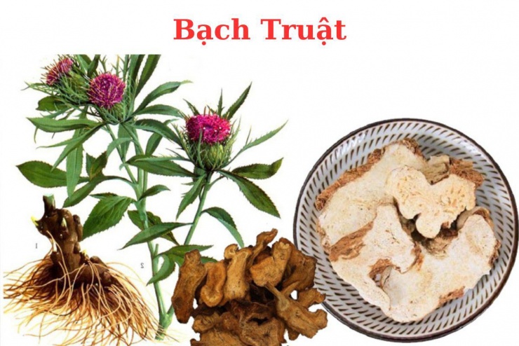 Bạch truật hầm khoai tây kiện tỳ, táo thấp.