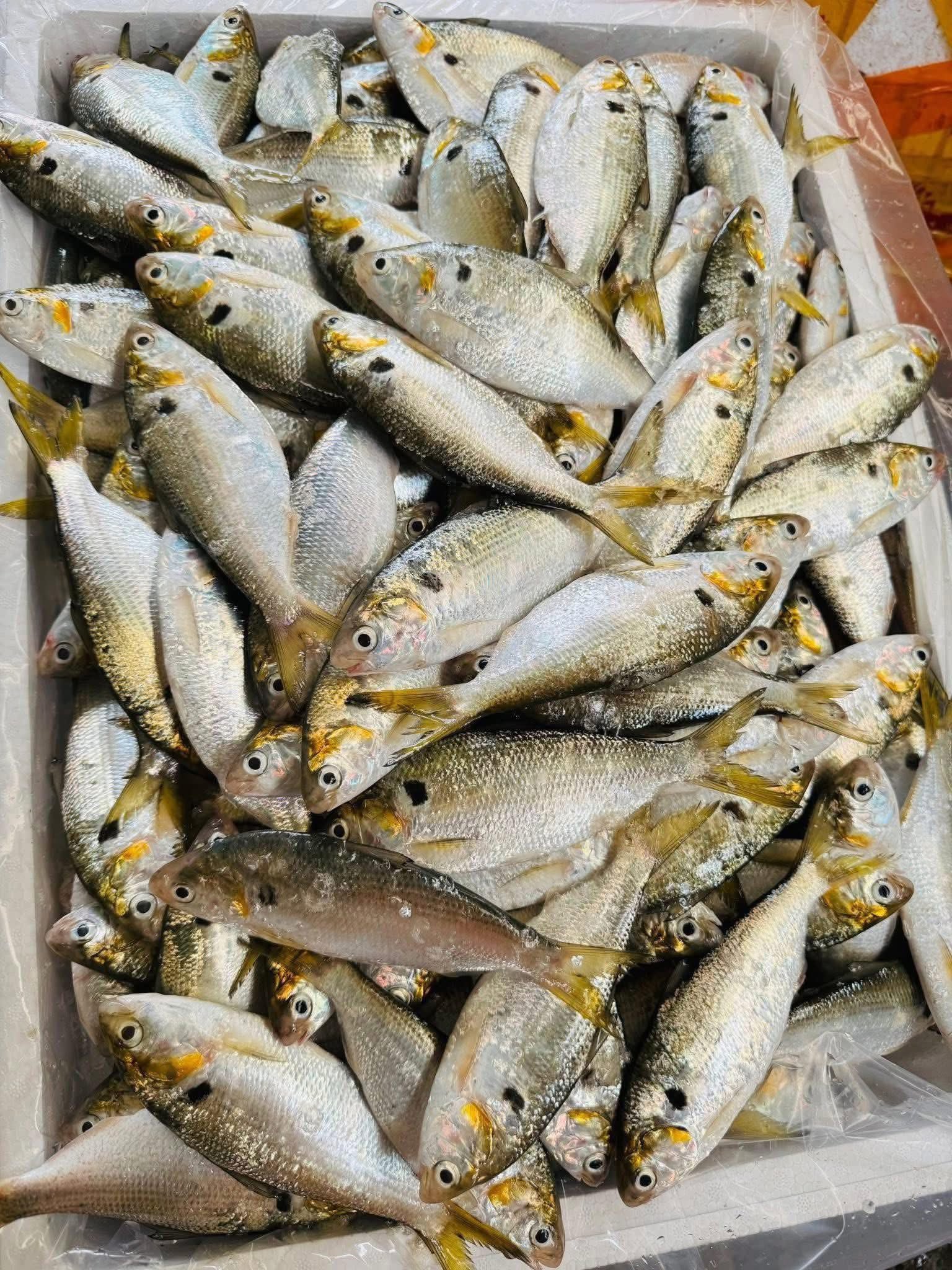 Cá mòi được coi là sản vật quý mà thiên nhiên ưu ái ban tặng cho các địa phương ở vùng cửa sông Văn Úc (thuộc huyện Kiến Thụy cũ), TP Hải Phòng. Ảnh: Trần Huế, Bé Linh