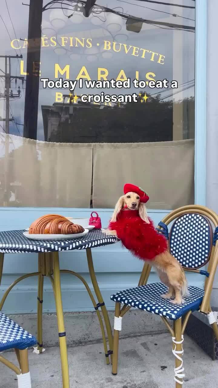 Ngán ngẩm vì chó tại thành phố thân thiện với chó nhất nước Mỹ