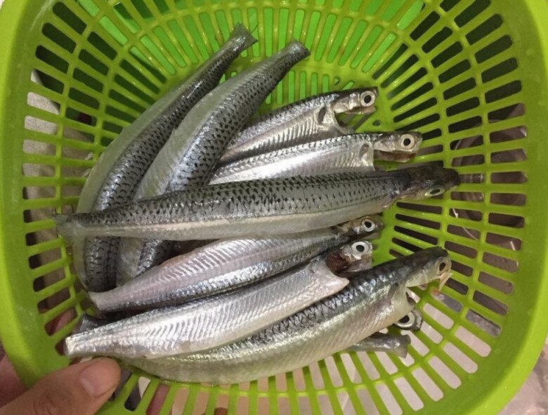 Loài cá có tên nghe đã amp;#34;hờn cả thế giớiamp;#34; là đặc sản Phan Thiết amp;#34;quý hơn vàngamp;#34;, ngư dân bắt được là ăn luôn chứ không bán - 3